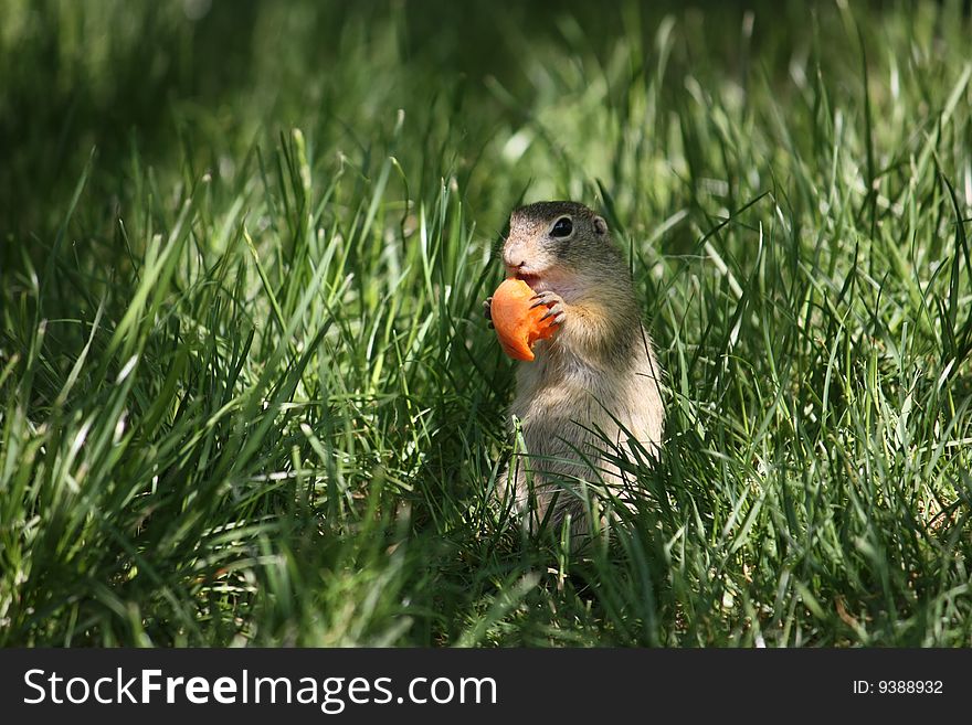 Black-tailed prairie dogs