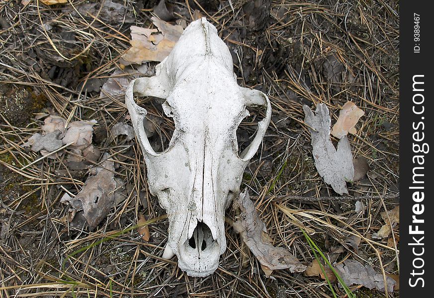 Skull of an animal in the pine forest. Skull of an animal in the pine forest.