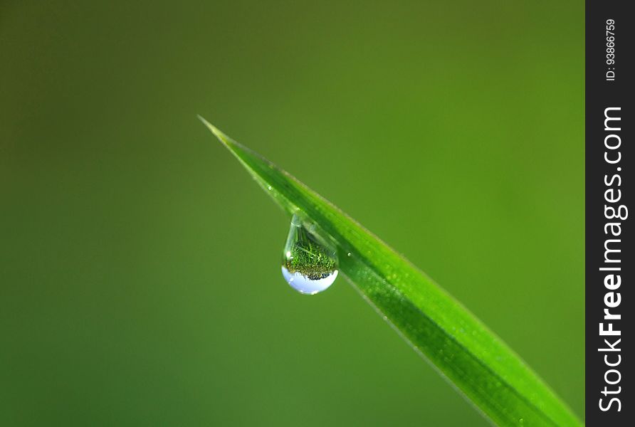 Blade Of Grass With A Dew Drop