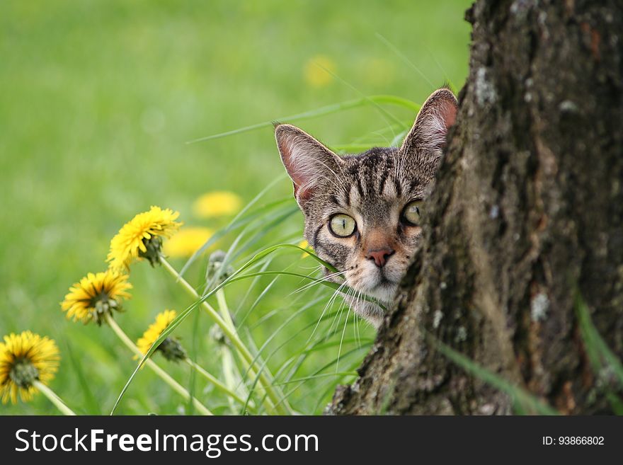 A curious cat peeking out from behind a tree.