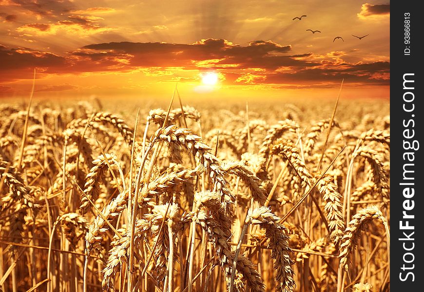 A field of golden wheat with a sunset behind it. A field of golden wheat with a sunset behind it.
