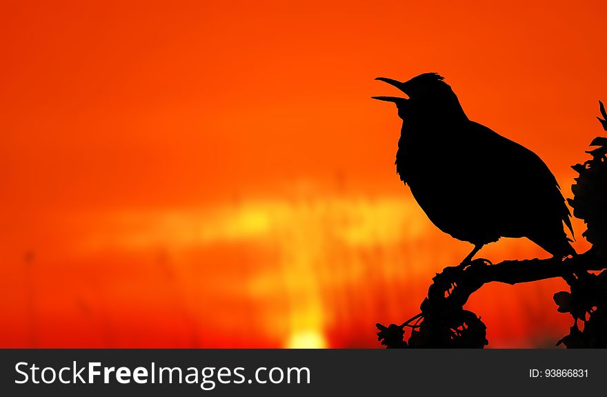 Close-up of Silhouette Bird Perching on Orange Sunset