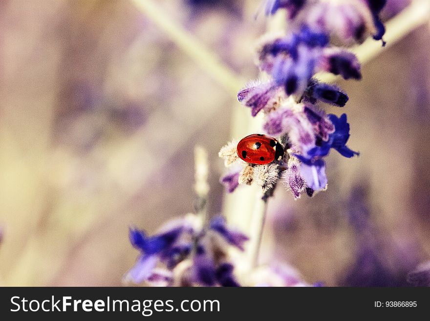 Ladybug On A Branch With Purple Flowers