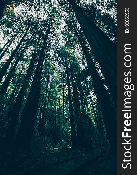 Tall trees in a forest from a low angle.