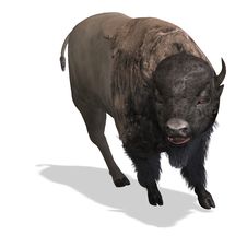 Wild West Bison Stock Images