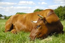 Resting Cow Stock Photography Resting Cow Stock Photography