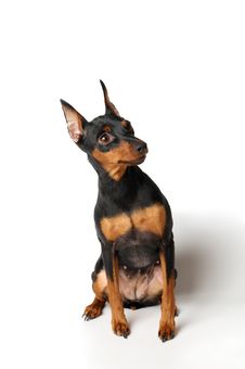 Black And Tan Miniature Pinscher Stock Image Black And Tan Miniature Pinscher Stock Image