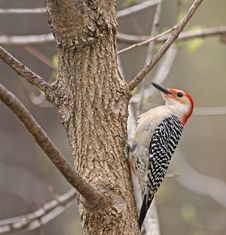 Red-bellied Woodpecker Stock Photos Red-bellied Woodpecker Stock Photos