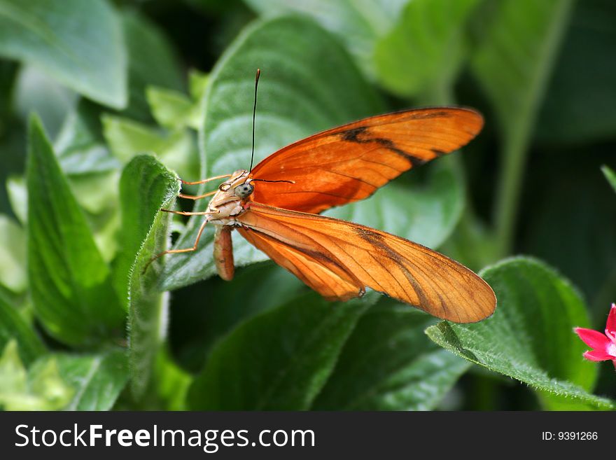 Butterfly, Dryas iulia, Julia Heliconian, Resting Sideways On A Leaf. Butterfly, Dryas iulia, Julia Heliconian, Resting Sideways On A Leaf