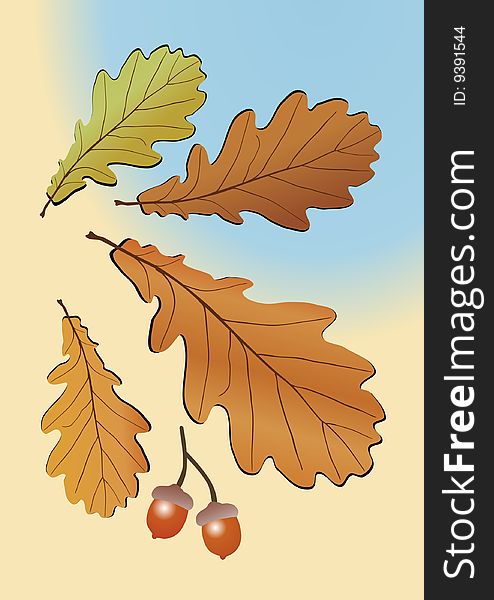 Autumn oak leaves. Vector illustration