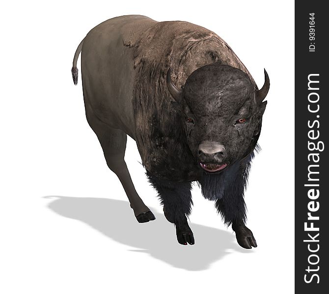 Wild Bison with horns and fur over white. With Clipping Path. Wild Bison with horns and fur over white. With Clipping Path