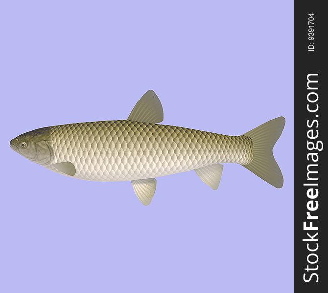 Ctenopharyngodon idella fish in water With Clipping Path