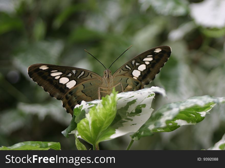 Butterfly on flower in butterfly house