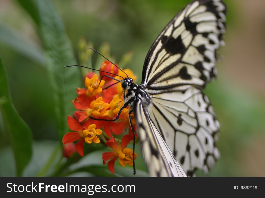 Butterfly on flower in butterfly house