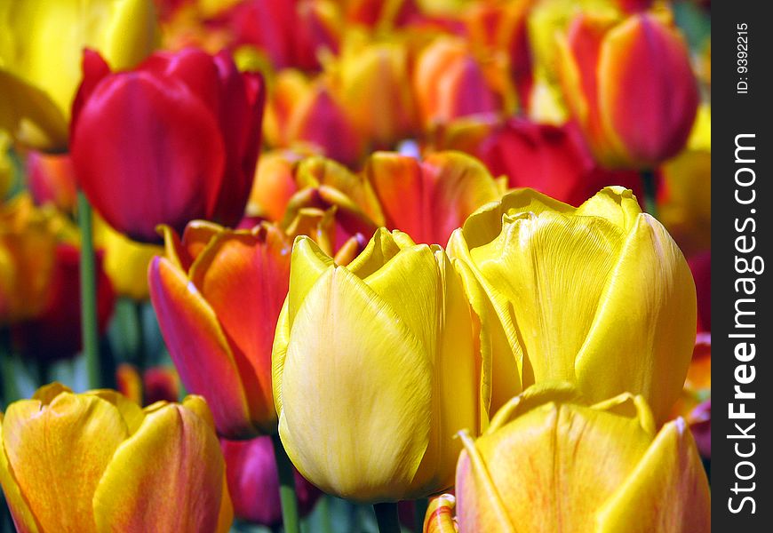 Blossoming tulip for garden, spring