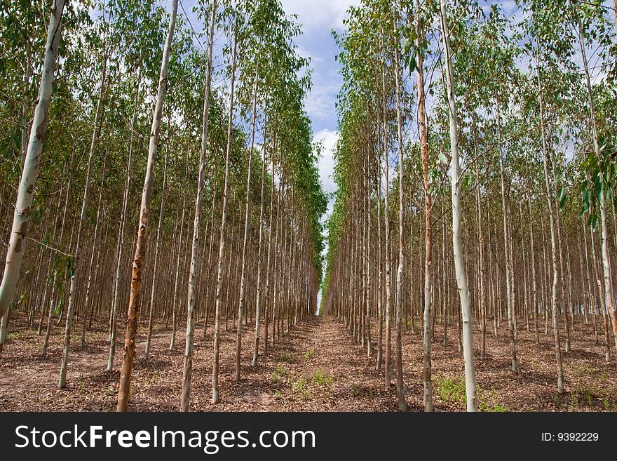 Eucalyptus planting for paper industry in Thailand. Eucalyptus planting for paper industry in Thailand