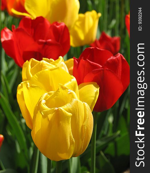 Blossoming tulip for garden, spring