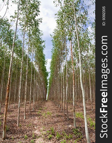 Eucalyptus planting for paper industry in Thailand. Eucalyptus planting for paper industry in Thailand