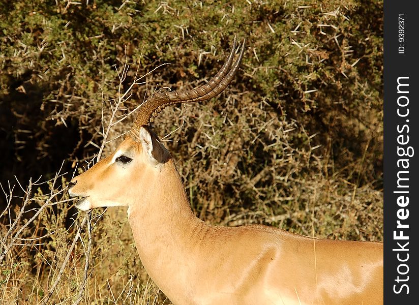 Male Impala Antelope (Aepyceros Melampus) in the Kruger Park, South Africa. Male Impala Antelope (Aepyceros Melampus) in the Kruger Park, South Africa.