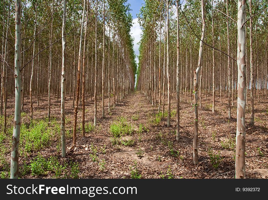 Eucalyptus planting for paper industry in Thailand. Eucalyptus planting for paper industry in Thailand