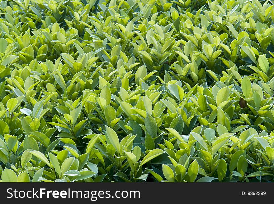 Fresh Green Leaves