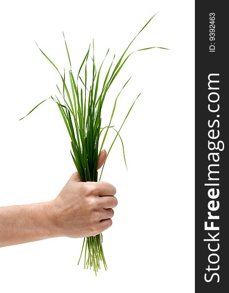 Bunch of the green herb in hand on white background. Bunch of the green herb in hand on white background