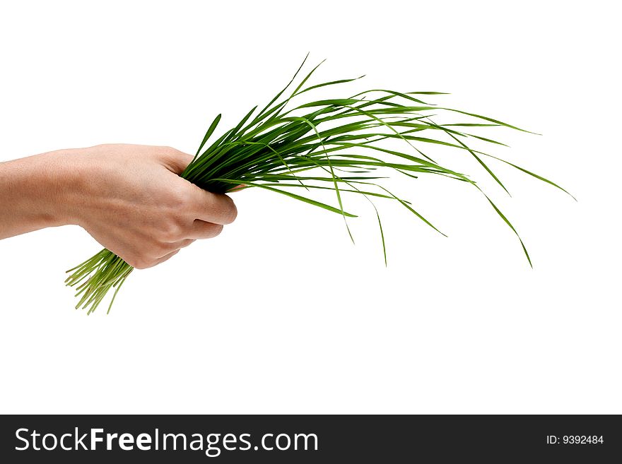 Bunch of the green herb in hand on white background