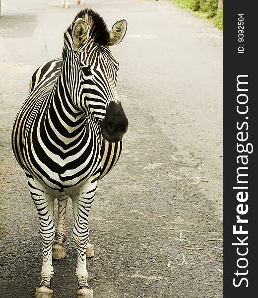 Zebra in the middle of the road. Zebra in the middle of the road