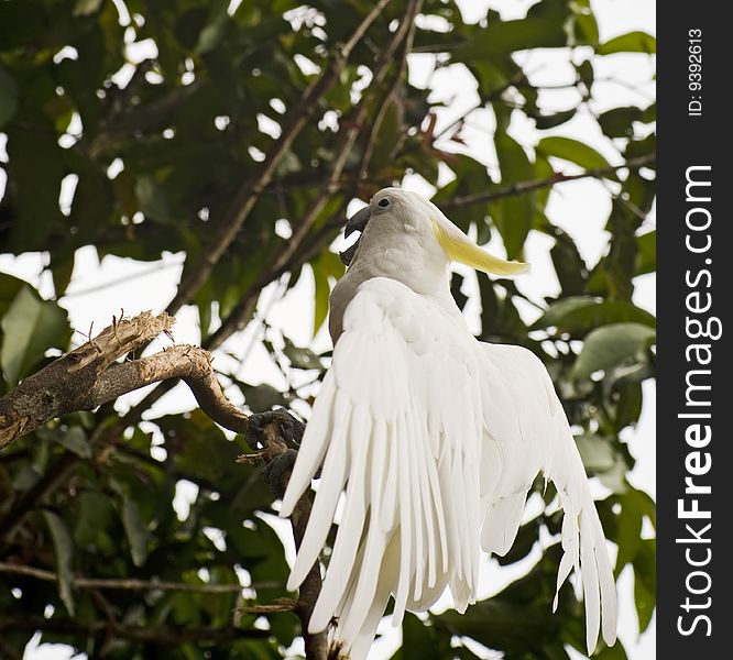 Beautiful white parrot in a tree. Beautiful white parrot in a tree