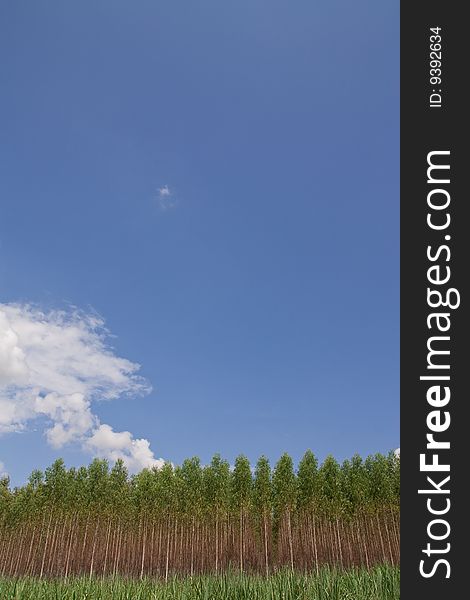 Eucalyptus Forest In North-east Of Thailand