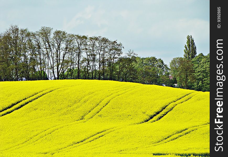 Yellow fields and the dark blue sky