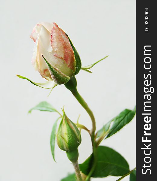 Blossoming bud of a rose