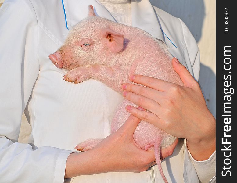 Pig In Female Hands