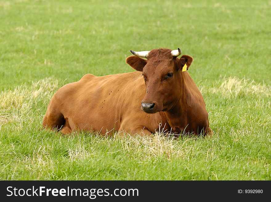 Cow is resting on a green grass field. Cow is resting on a green grass field