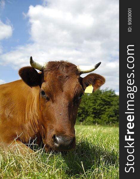 Face of a resting cow. The sky is blue with white clouds. Face of a resting cow. The sky is blue with white clouds.