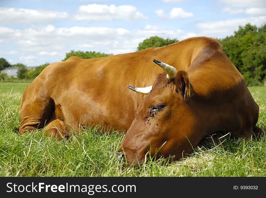 Brown cow is resting on a green grass. Brown cow is resting on a green grass.