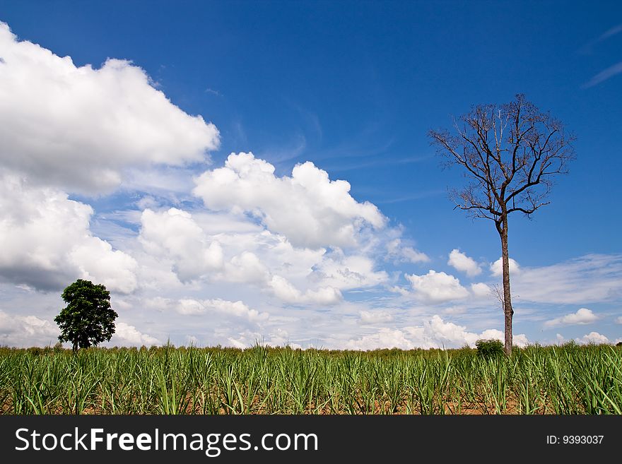 Clear sky of tropical field in summer