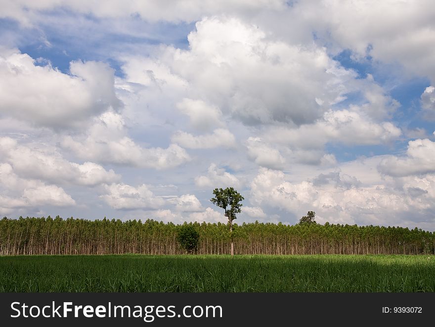 Eucalyptus planting for paper industry in Thailand. Eucalyptus planting for paper industry in Thailand