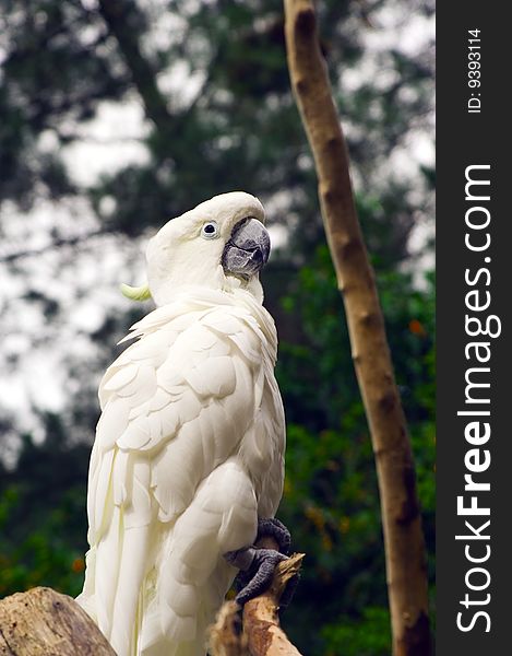 Beautiful white parrot resting on a piece of wood