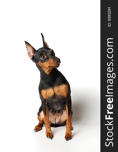 Black and tan Miniature Pinscher