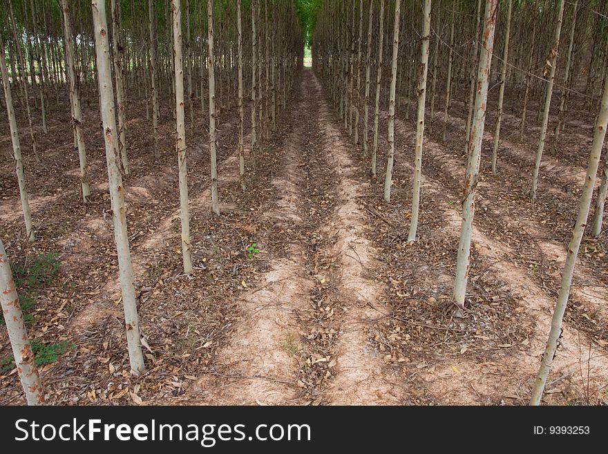 Eucalyptus planting for paper industry in Thailand. Eucalyptus planting for paper industry in Thailand