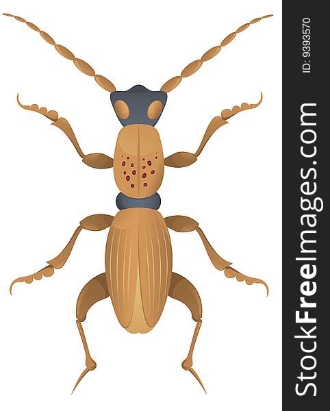 Vector illustration of a small bug. Vector illustration of a small bug