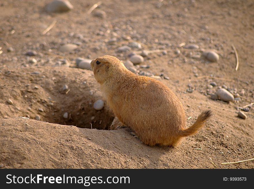 A prairie dog preparing to enter a hole.