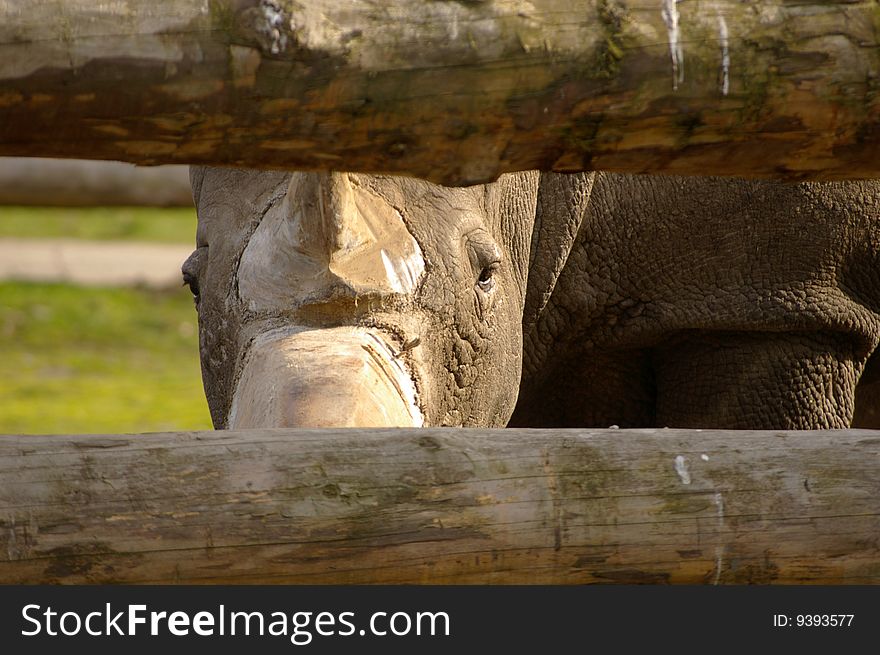 A curious rhino peering through fence posts