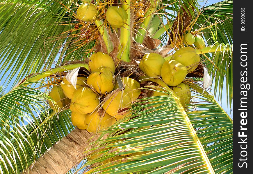 Ripe coconuts ready to drop onto a tropical beach. Ripe coconuts ready to drop onto a tropical beach