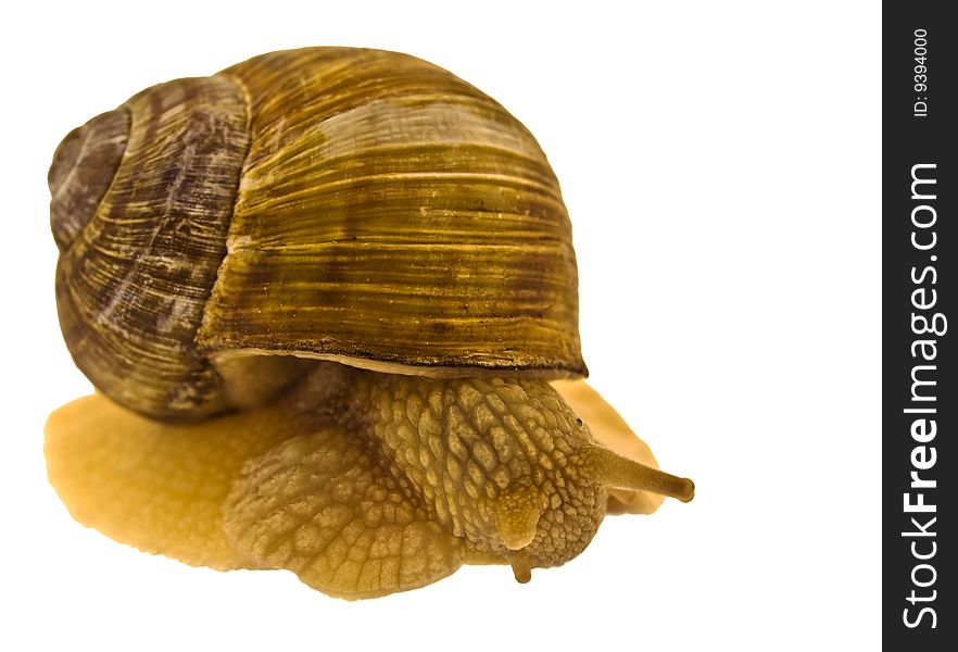 Garden Snail Isolated on White.