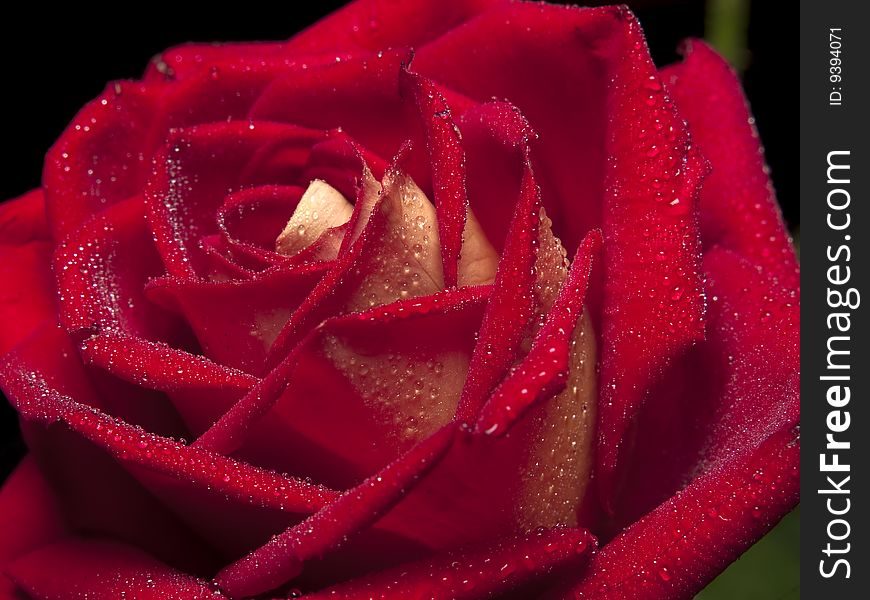 Beautiful red rose with water droplets close-up. Beautiful red rose with water droplets close-up