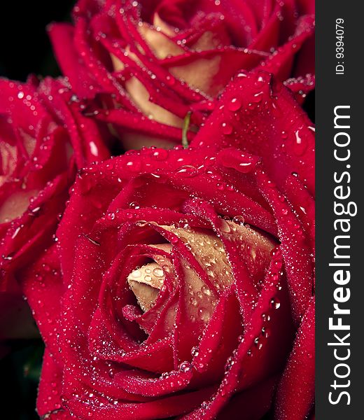 Beautiful red roses with water droplets close-up. Beautiful red roses with water droplets close-up