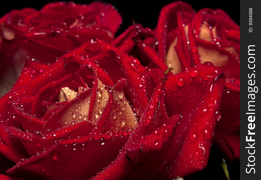 Beautiful red roses with water droplets close-up. Beautiful red roses with water droplets close-up