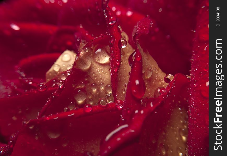 Beautiful red rose with water droplets close-up. Beautiful red rose with water droplets close-up